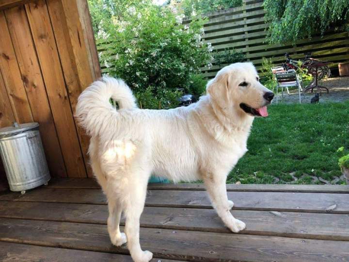 Centre de reproduction canine Étaples