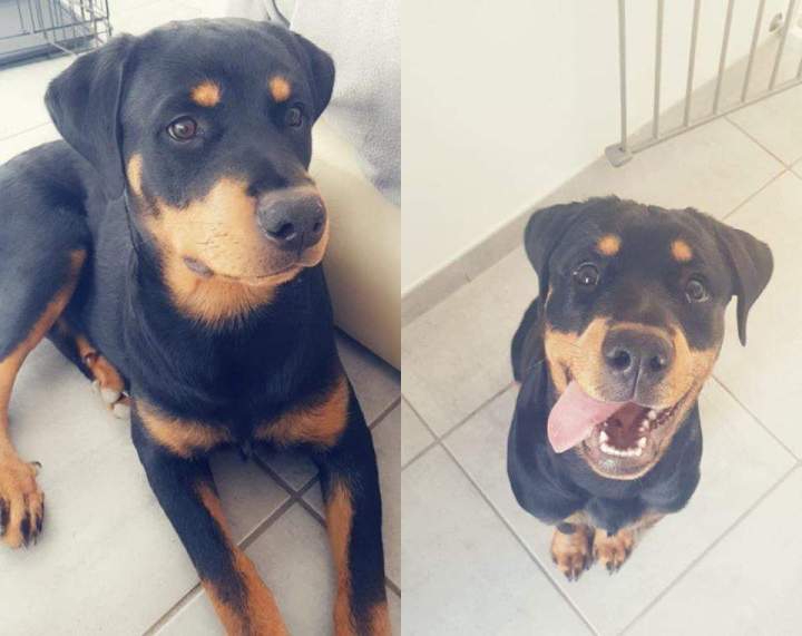 Centre spécialisé en chiens de race Étaples     
