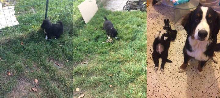 Centre spécialisé en chiens de race Étaples   
