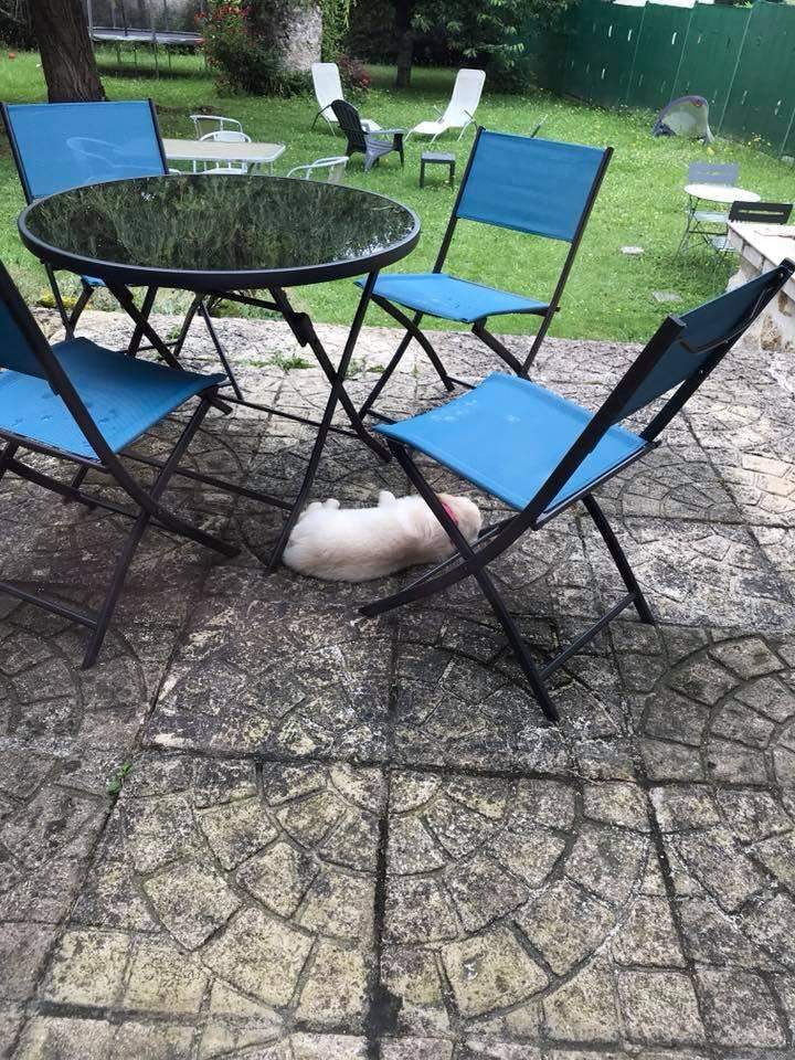 Centre spécialisé en chiens de race Étaples    