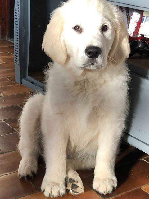 Centre spécialisé en chiens de race Étaples      