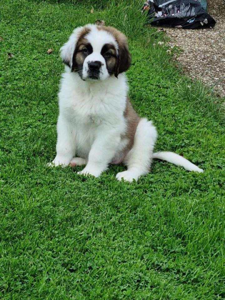 Centre spécialisé en chiens de race Étaples