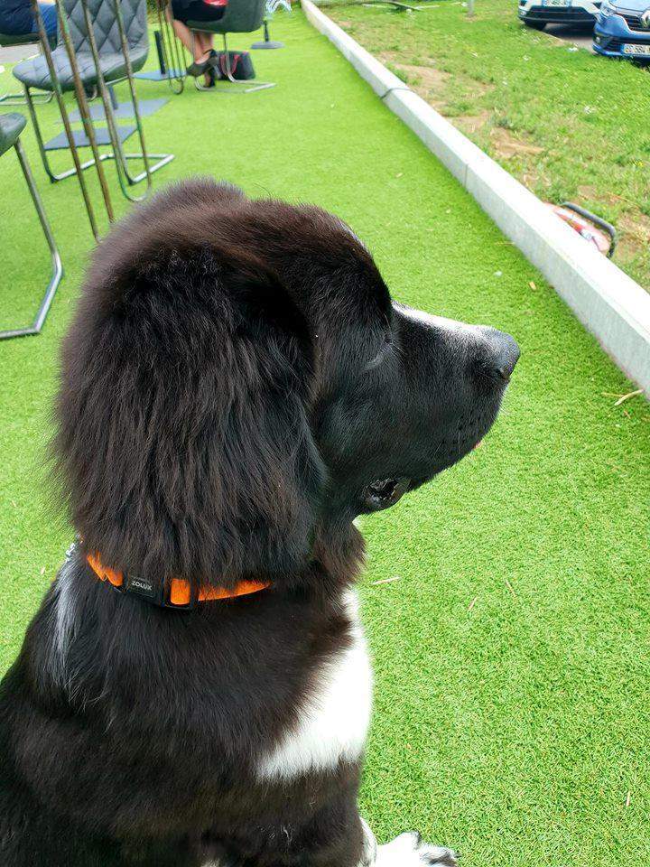 Centre spécialisé en chiens de race Étaples  