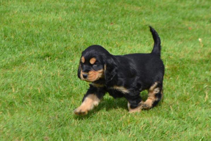 Chien Cocker Anglais disponibles Étaples
