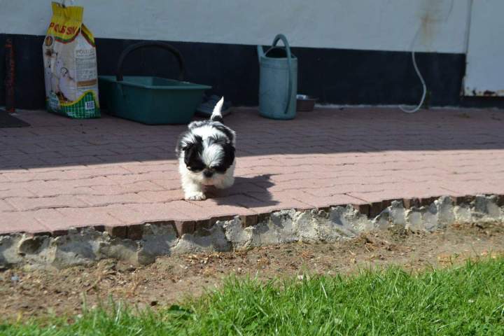 Chien Shih Tzu Étaples 