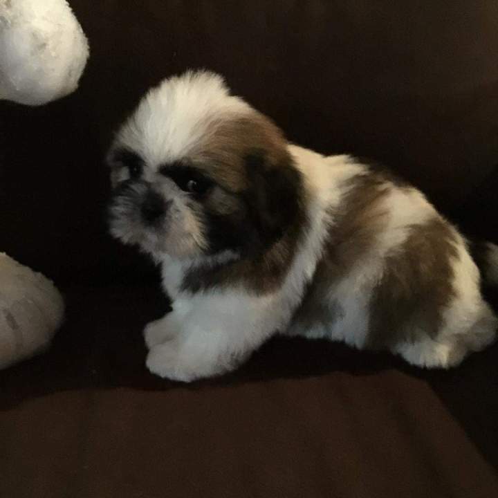 Chien Shih Tzu Étaples