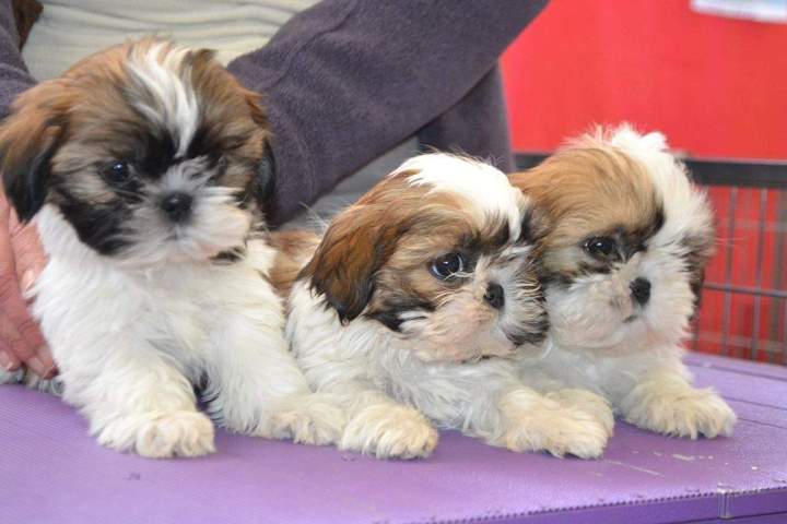 Chien Shih Tzu Étaples