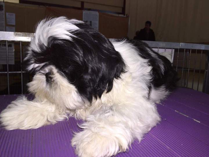 Chien Shih Tzu disponibles Étaples 