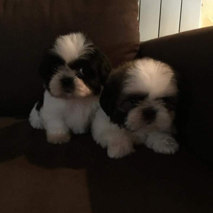 Chien Shih Tzu disponibles Étaples