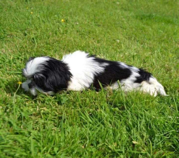 Chien Shih Tzu