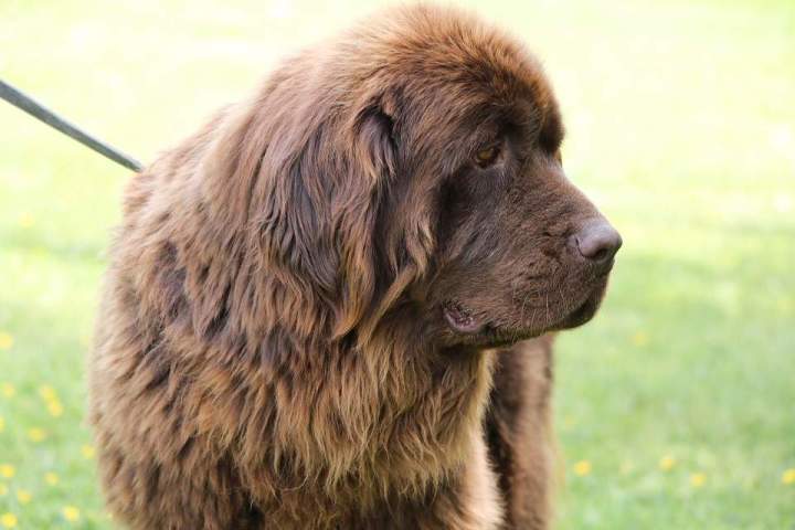 Chien Terre Neuve à vendre Étaples