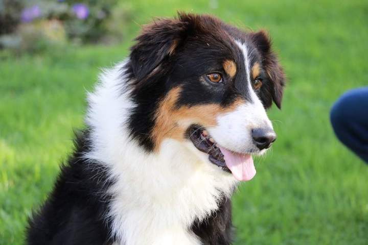 Chien de reproduction Berger Australien Étaples