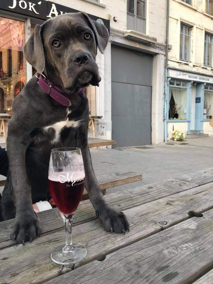Chiens de race Étaples     