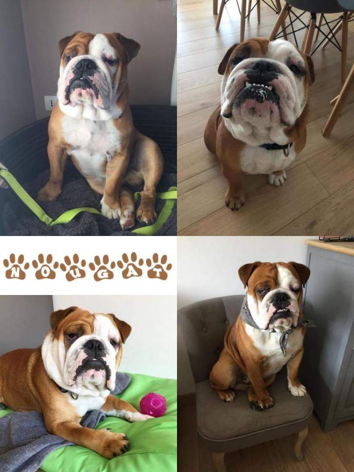 Chiens de race Étaples    