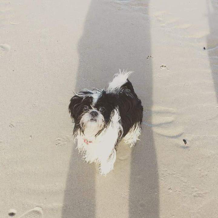 Chiens de race Étaples   