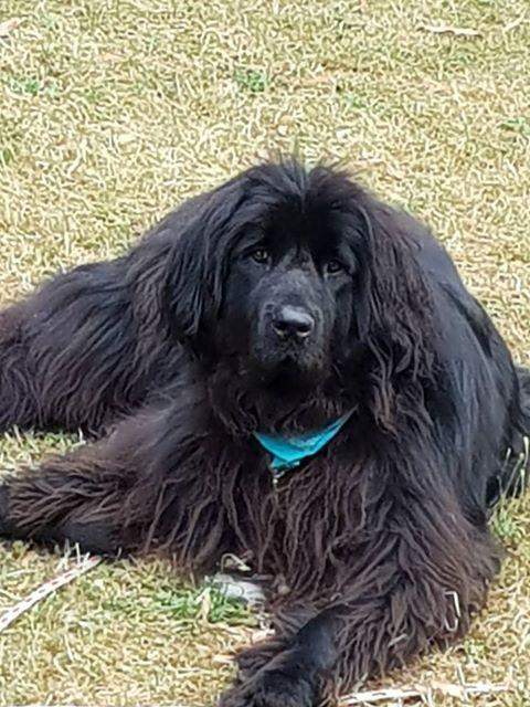 Chiens de race Étaples  