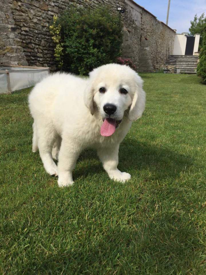 Chiens de race Étaples