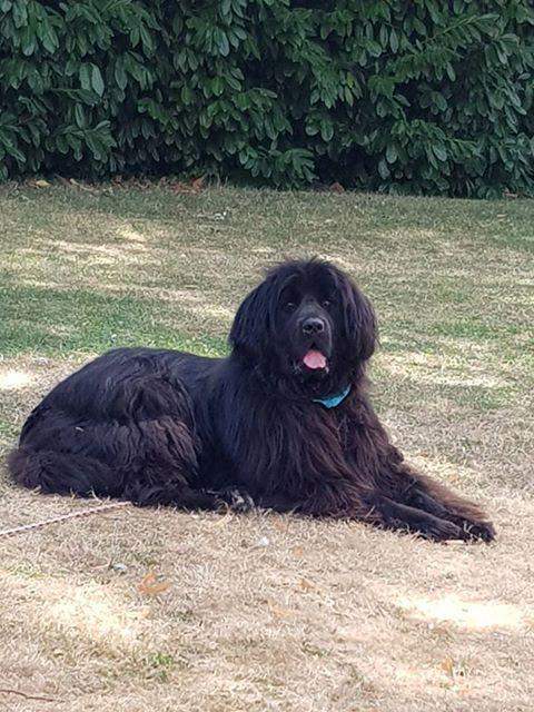 Chiens de race Étaples