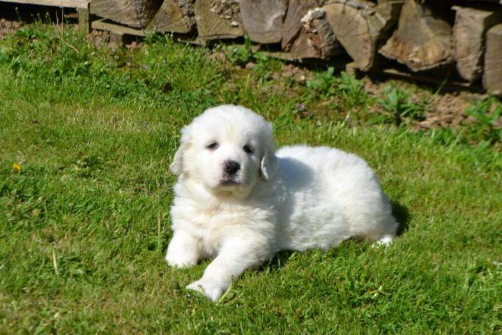 Chiot Berger de Podhale à vendre Étaples