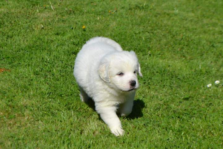 Chiot Berger de Podhale à vendre Étaples