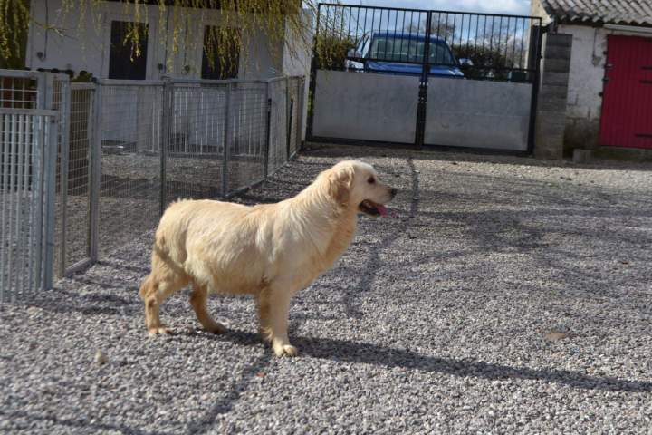 Chiot Golden Retriever à vendre Étaples