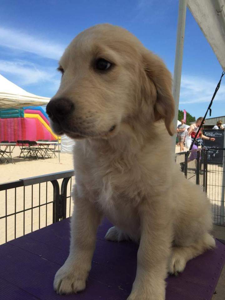 Chiot Golden Retriever à vendre Étaples