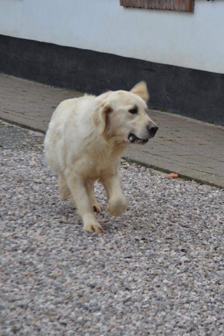 Chiot Golden Retriever à vendre Étaples