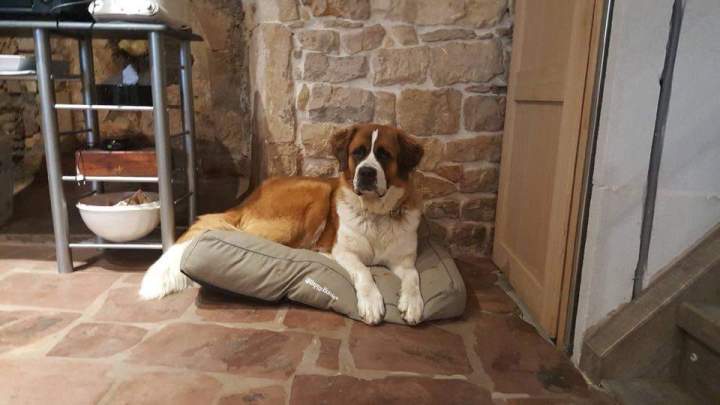 Chiot Saint Bernard à vendre Étaples