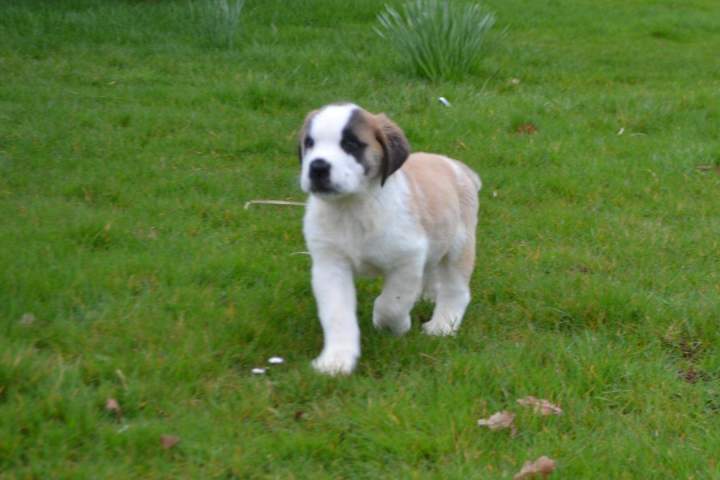 Chiot Saint Bernard à vendre Étaples