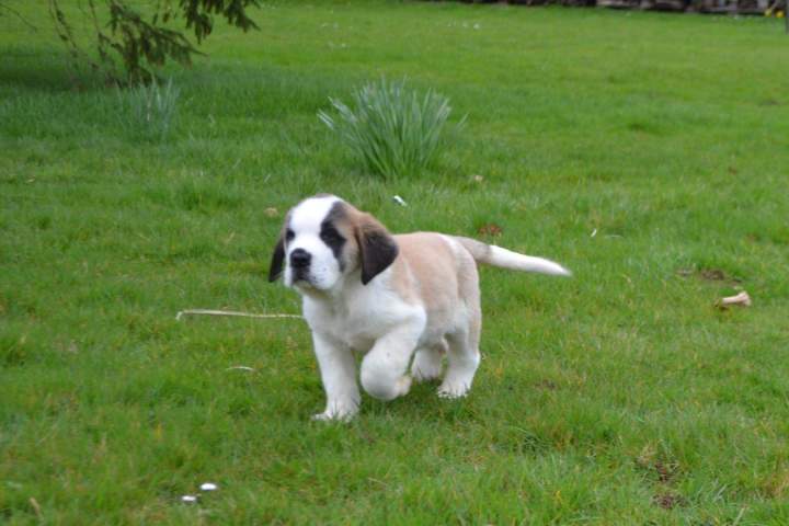 Chiot Saint Bernard à vendre Étaples