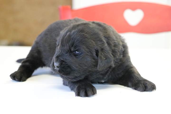 Chiot Terre Neuve à vendre Étaples