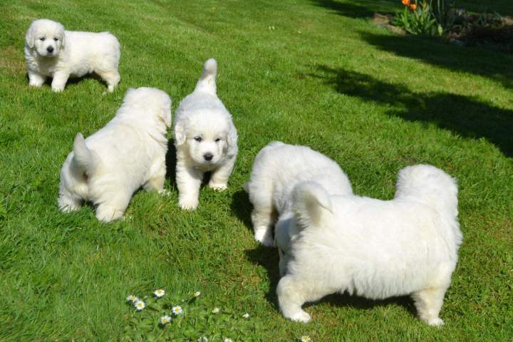 Chiots Berger de Podhale disponibles Étaples