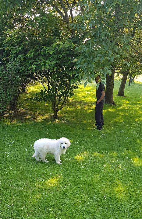 Chiots Berger de Podhale disponibles Étaples