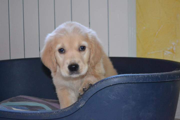 Chiots Golden Retriever disponibles Étaples