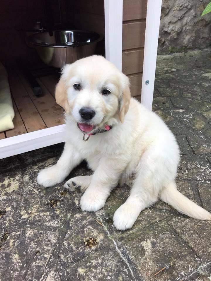 Chiots Golden Retriever disponibles Étaples
