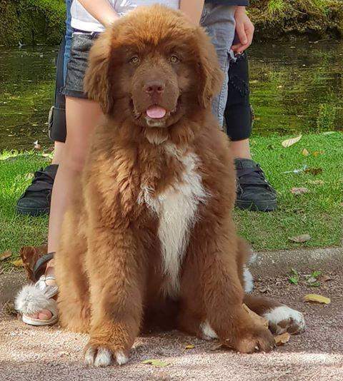 Chiots LOF Étaples        