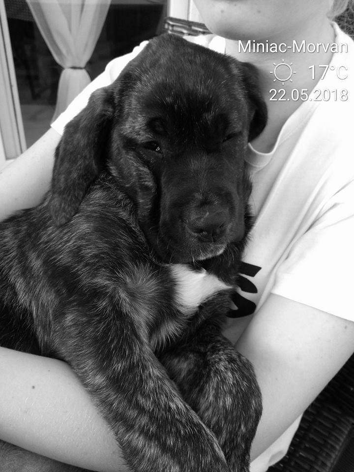 Chiots LOF Étaples    