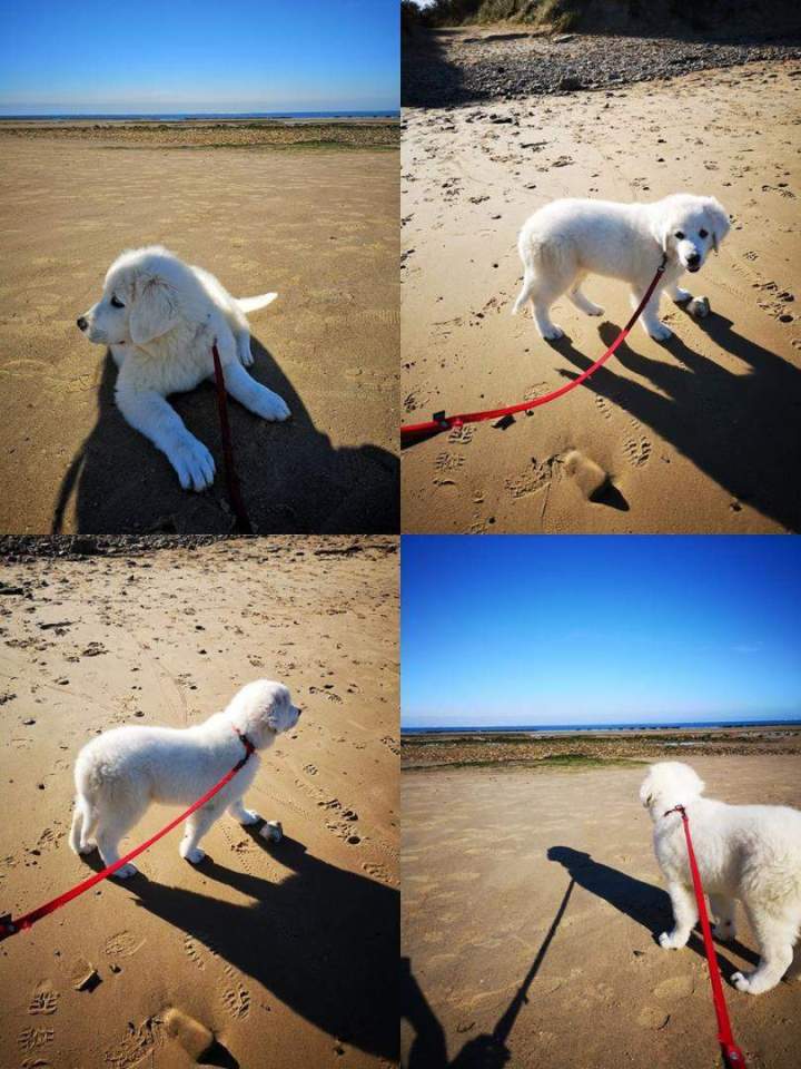 Chiots LOF Étaples  
