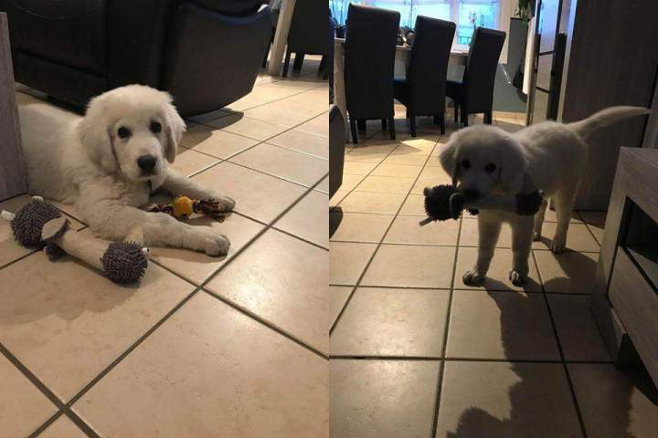 Chiots LOF Étaples 