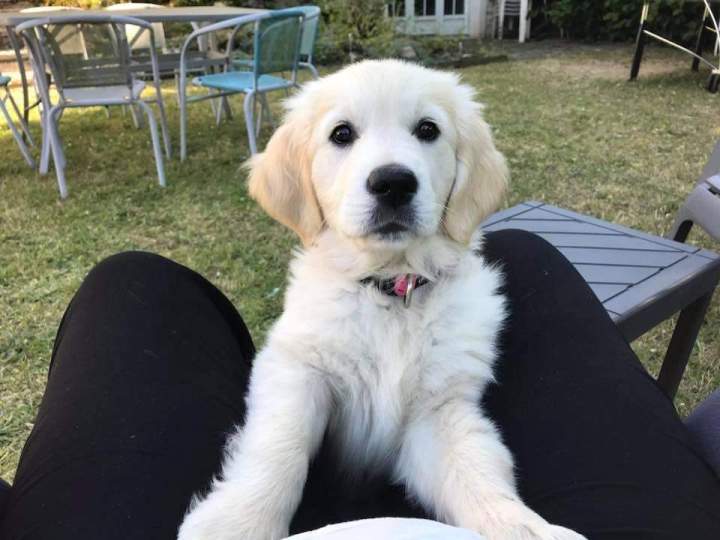 Chiots LOF Étaples