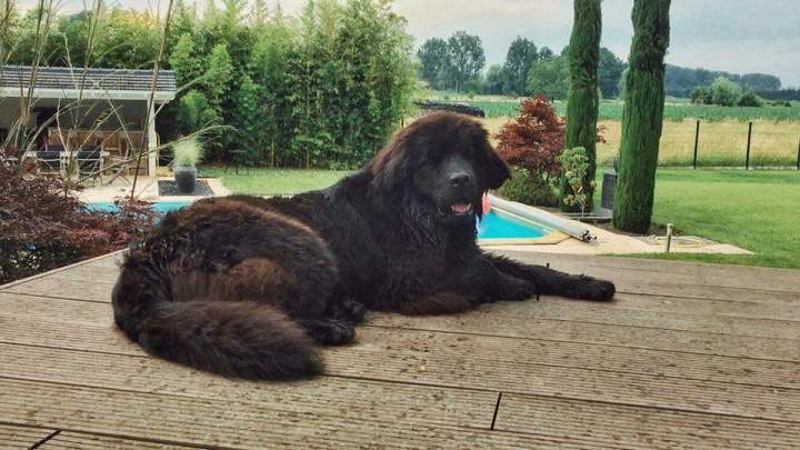Chiots LOF Étaples