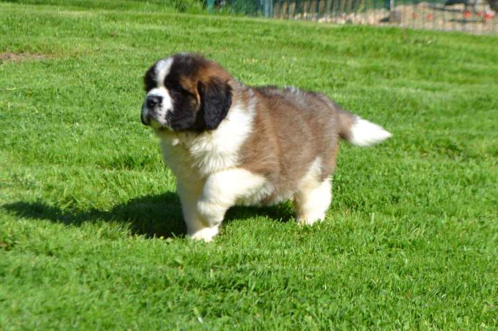 Chiots Saint Bernard disponibles Étaples