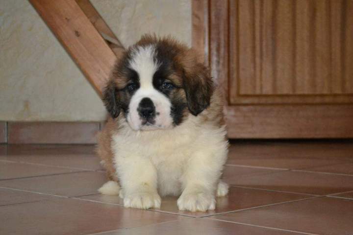 Chiots Saint Bernard disponibles Étaples