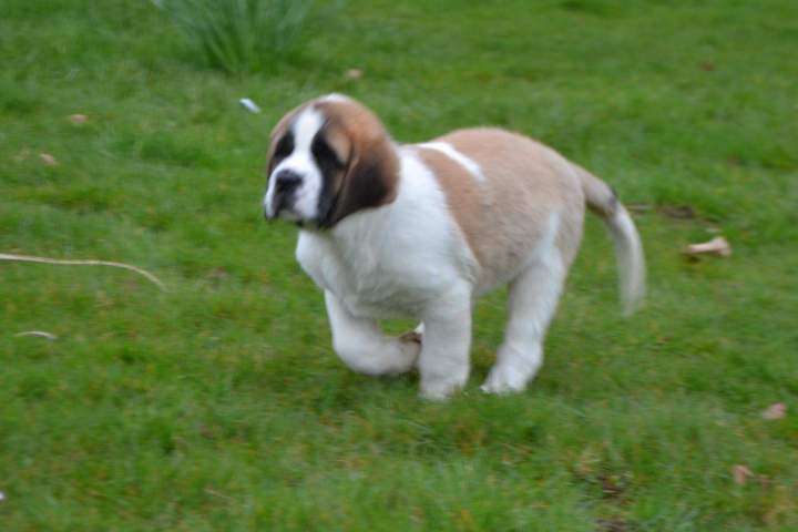 Chiots Saint Bernard disponibles Étaples