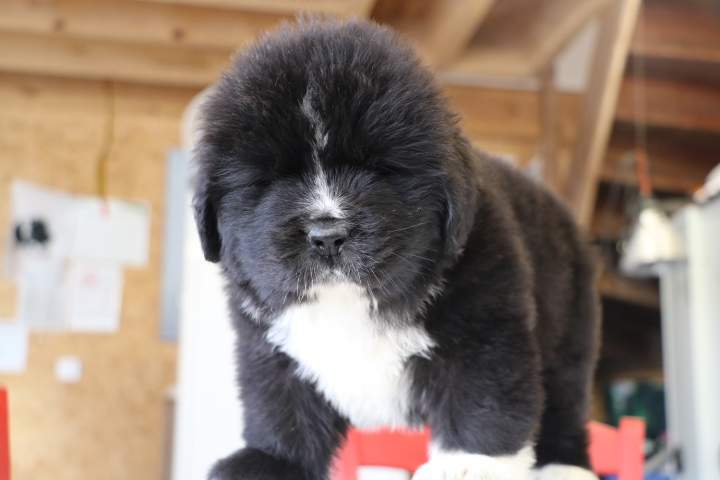 Chiots Terre Neuve disponibles Étaples