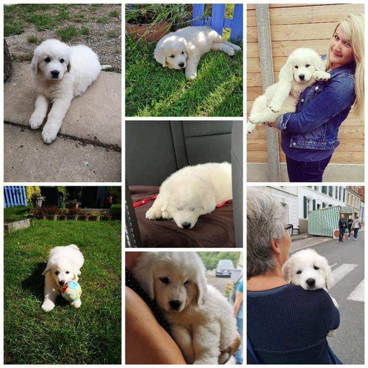 Chiots à vendre Étaples  