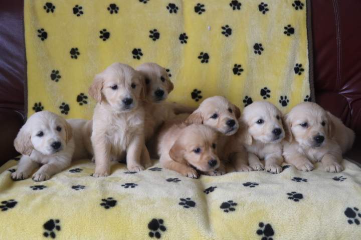 Chiot Golden Retriever à vendre Étaples