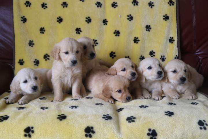 Portée de Golden Retriever Étaples