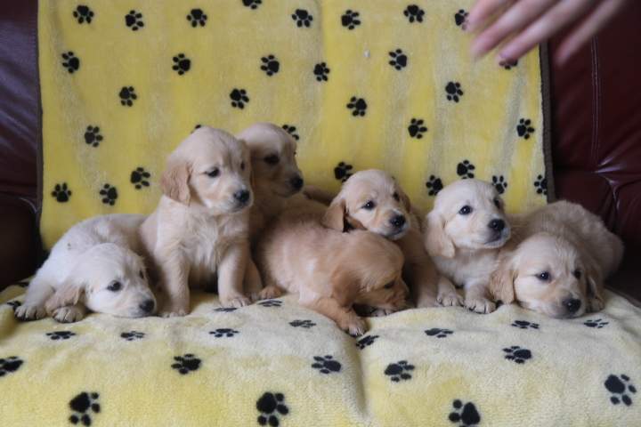 Chiot Golden Retriever à vendre Étaples
