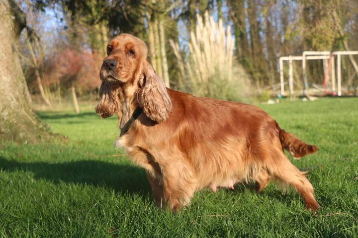 Cocker Anglais LOF Étaples